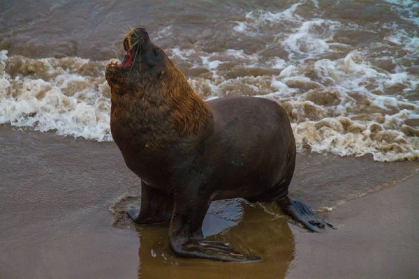 Een Close Van Een Prachtige Steller Zeeleeuw Een Zandstrand — Stockfoto