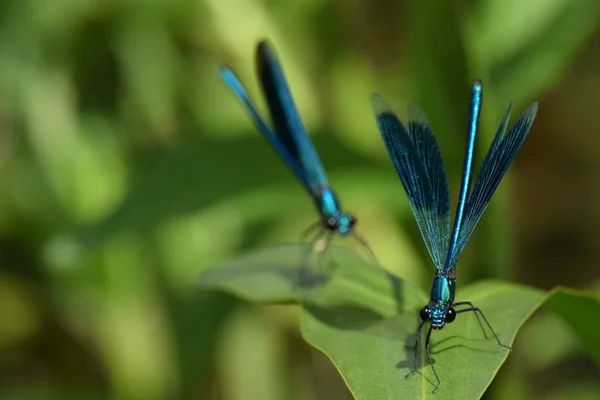 Selective Focus Shot Two Male Banded Demoiselle Calopteryx Splendens Sitting — Stock Photo, Image