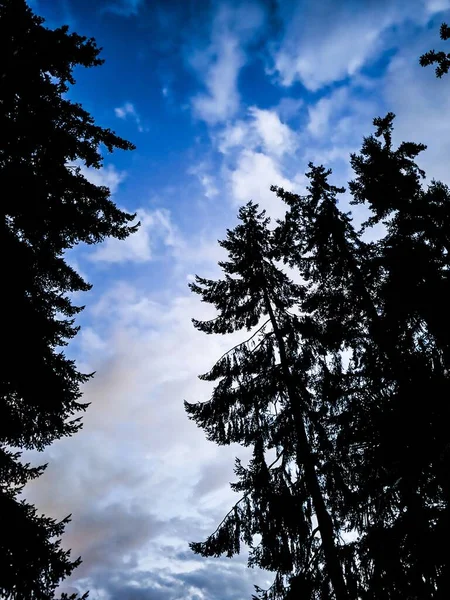 Vertikální Záběr Siluet Stromů Soumraku Pozadí Modré Oblohy — Stock fotografie
