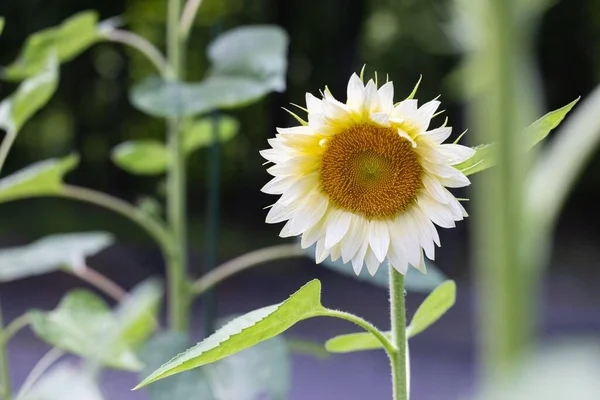 A closeup of a beautiful sunflower white lite.