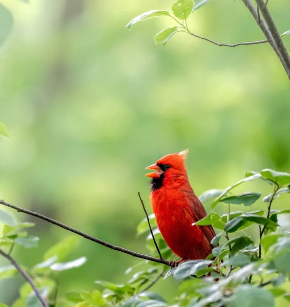 美丽的小红鸟 坐在树枝上 张开的嘴 背靠着模糊的绿色背景 特写镜头 — 图库照片