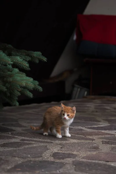 Taş Zeminde Sevimli Bir Kedi Yavrusunun Dikey Çekimi — Stok fotoğraf