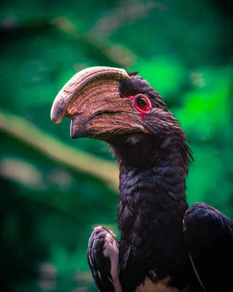 Das Tief Stehende Vertikale Porträt Eines Trompeter Hornvogels Mit Grünem — Stockfoto