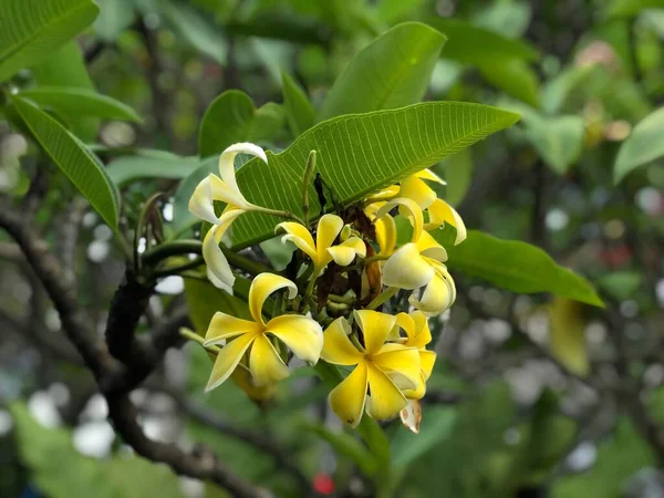 Eine Nahaufnahme Von Gelben Plumeria Blume Blüht Auf Baum Garten — Stockfoto