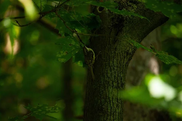 Adorabile Creeper Marrone Che Guarda Alto Mentre Arroccato Albero — Foto Stock