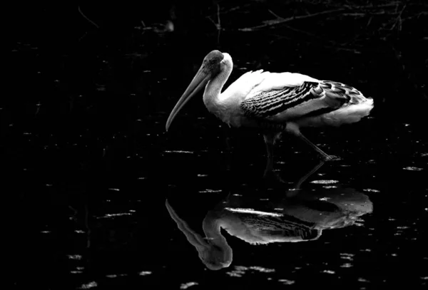 Dramatic Grayscale Shot Pelican Standing Body Water — Stock Photo, Image