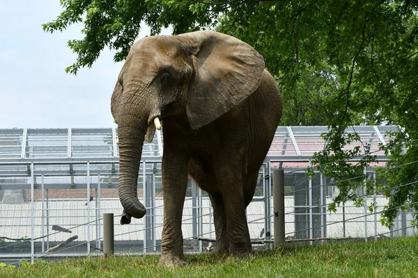 Ein Afrikanischer Elefant Ruht Grünen Park Unter Freiem Himmel — Stockfoto