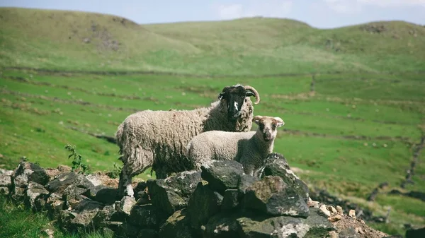 Zwei Schafe Auf Einer Grünen Wiese Einem Sonnigen Tag — Stockfoto