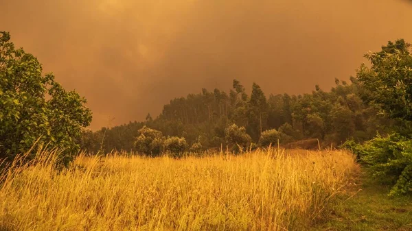 Bossen Het Gebied Pedrogao Grande Portugal Tijdens Bosbranden — Stockfoto
