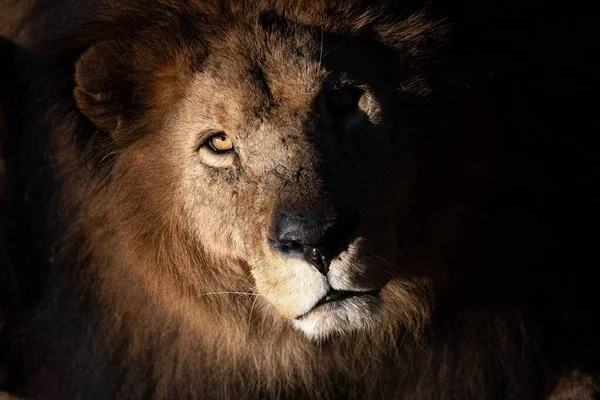 A closeup shot of a lion\'s face with light spotted on half of it and the other half is dark