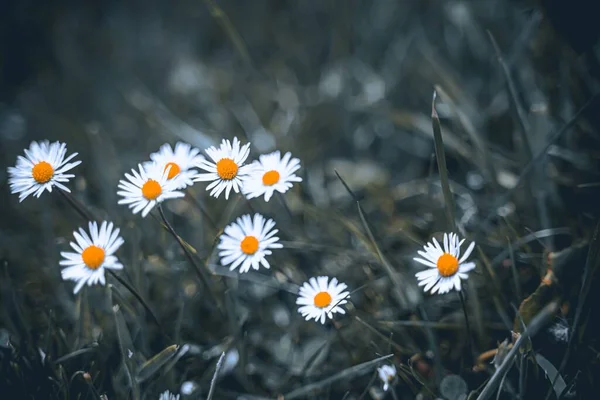 Eine Nahaufnahme Von Weißen Gänseblümchen Die Gras Wachsen — Stockfoto