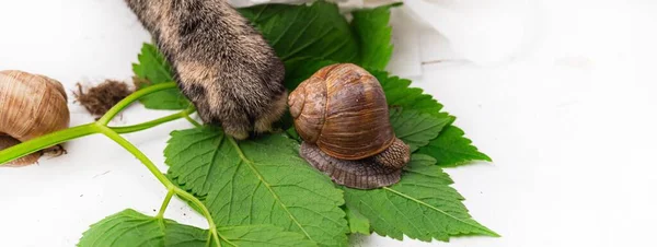 Panorama View Roman Snails European Cat White Background — Stock Photo, Image