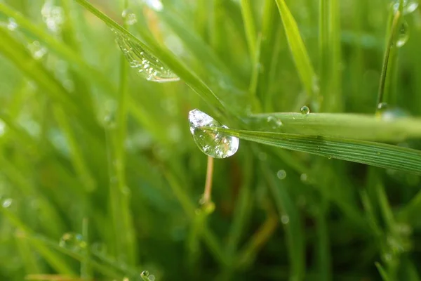 緑の芝生の上で凍った滴のクローズアップショット — ストック写真