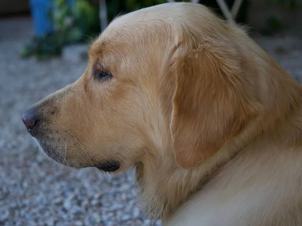 Uma Foto Close Labrador Retriever Fundo Embaçado — Fotografia de Stock