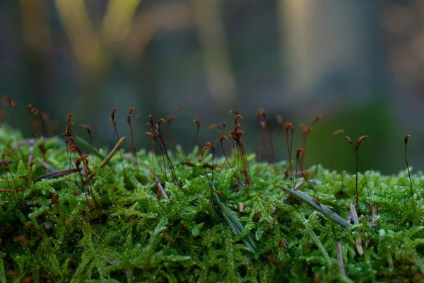 Ceratodon Purpureus Növények Erdőben — Stock Fotó