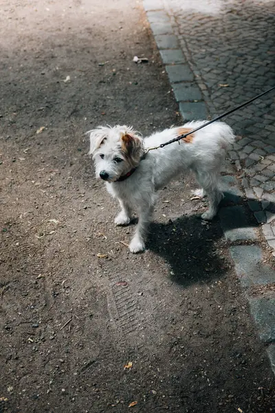 Вертикальный Снимок Белой Собаки Воротником Поводком Улице — стоковое фото