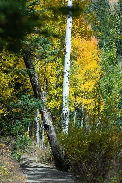 Colpo Verticale Sentiero Circondato Alberi Autunnali Con Foglie Gialle Bosco — Foto Stock