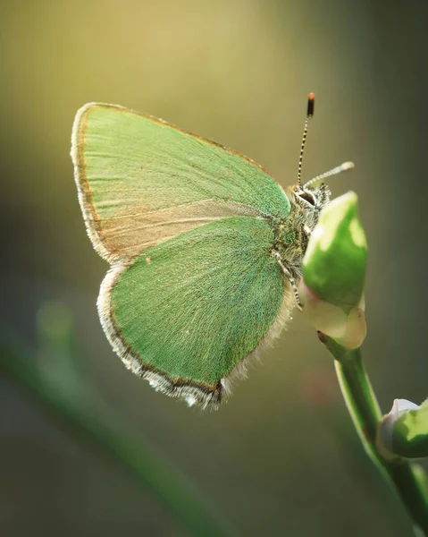 Una Toma Selectiva Del Foco Mariposa Verde Chapman Encaramada Vapor —  Fotos de Stock