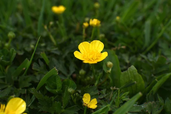 Vue Angle Élevé Des Fleurs Jaunes Buttercup Dans Prairie — Photo