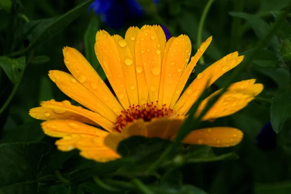 Uma Bela Flor Calêndula Pot Com Gotas Água Nas Pétalas — Fotografia de Stock