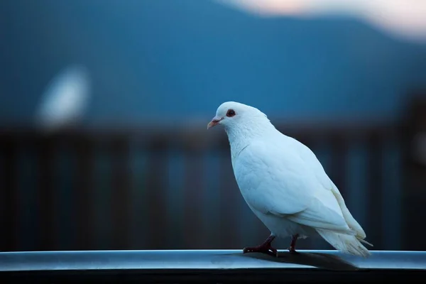 ぼやけた背景に孤立した金属の上に白い鳩のクローズアップ — ストック写真