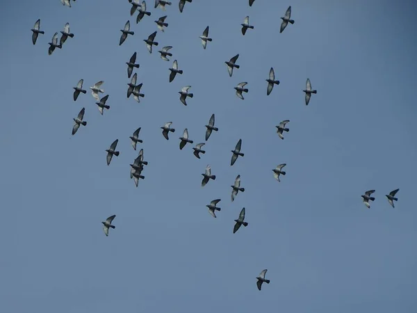Pohled Hejno Ptáků Letících Modré Obloze — Stock fotografie