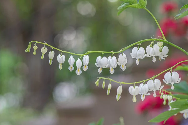 Tiro Seletivo Foco Flores Brancas Coração Sangrando Dicentra Spectabilis — Fotografia de Stock