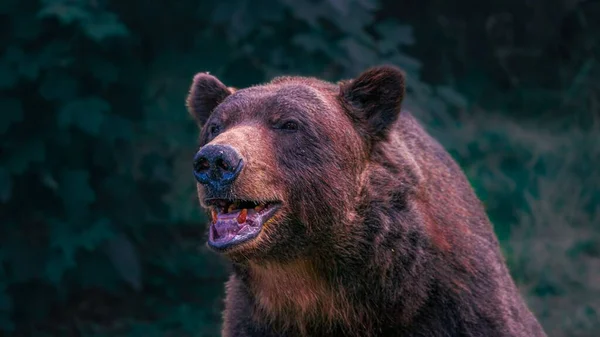 Close Portrait Grizzly Bear Its Mouth Open — Stock Photo, Image