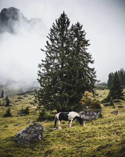 Μια Όμορφη Θέα Μιας Αγελάδας Βόσκησης Ένα Λόφο Δέντρα Μια — Φωτογραφία Αρχείου