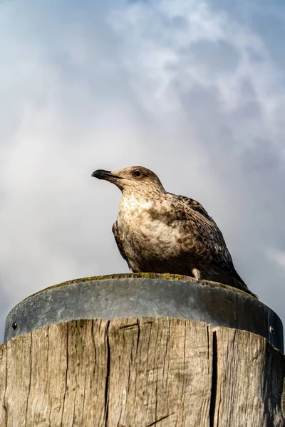 Vertical Low Angle Shot Brown Seagull Perched Wooden Bollard — Stock Photo, Image
