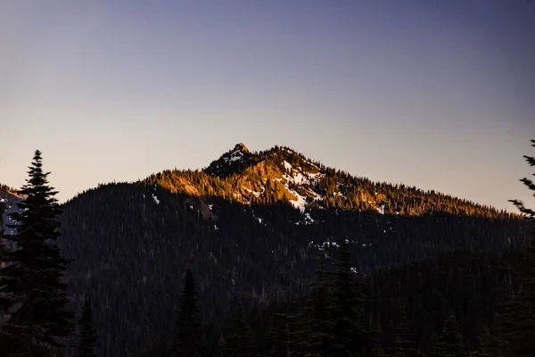 Una Hermosa Vista Los Pinos Que Crecen Montaña Cubiertos Nieve —  Fotos de Stock