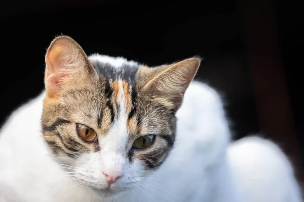 灰色の背景に横たわる猫のクローズアップ — ストック写真