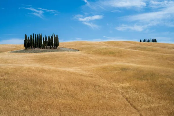 Krásná Toskánská Krajina Cypřiši Vrcholu Zoraného Kopce Blízkosti Siena Itálie — Stock fotografie