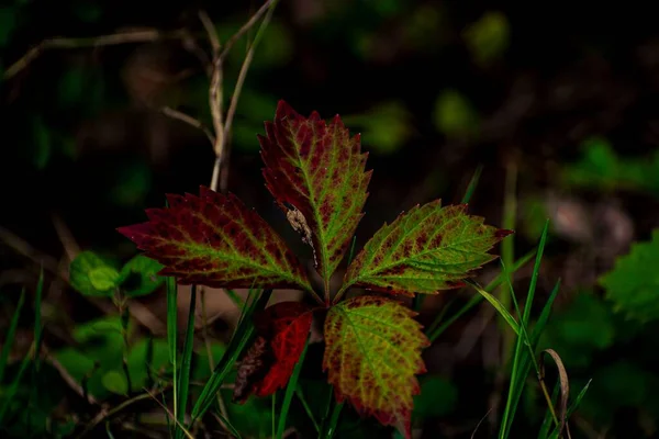 Gros Plan Des Feuilles Vertes Rouges Dans Obscurité — Photo