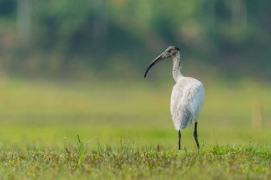 Afrika 'nın kutsal aynası sığ bir alanda duruyor.