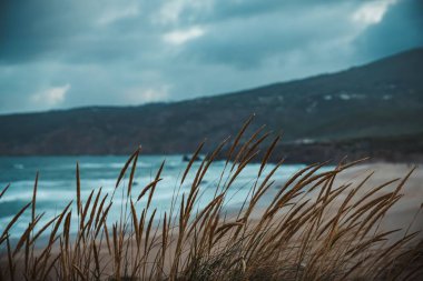 Kahverengi Amerikan kumsal bitkileri rüzgarda savruluyor Cascais, Portekiz 'deki Guincho sahilinde.