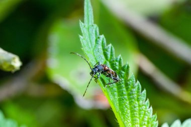 Yeşil bir yaprağa tünemiş bir Hylotrupes makro görüntüsü.