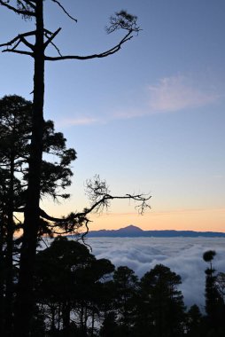 Dağlarda güzel manzaralı ağaçlar