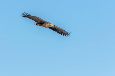 Mavi bulutsuz gökyüzünde uçan bir kartal