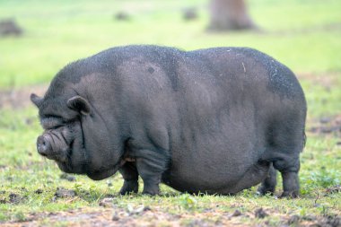 Vietnamlı göbekli domuzun tarladaki seçici odak noktası.
