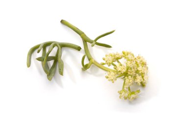 Crithmum Maritimum beyaz arka planda izole edilmiş. Taze deniz rezene ya da yapraklı kaya örnekleri.