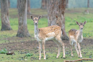 Ormandaki iki benekli geyik