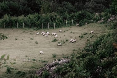 Otlaktaki otlardan yiyen koyunlar