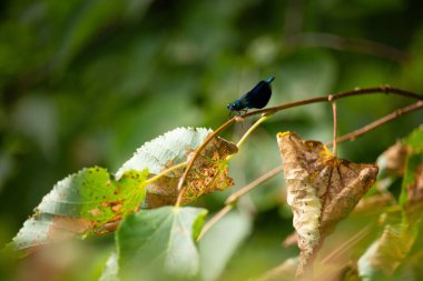 Doğanın bir dalında dinlenen mavi bir Odonata böceğinin yakın çekimi.