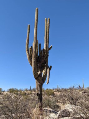 Mavi gökyüzünün altında çölde saguaro kaktüsünün (Carnegiea gigantea) dikey çekimi..