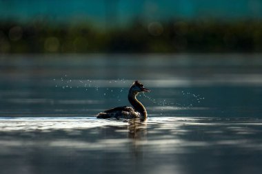 Nehirde yüzen büyük bir yunus (Podiceps major)