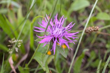 while I am walking in nature some flowers catch my eye