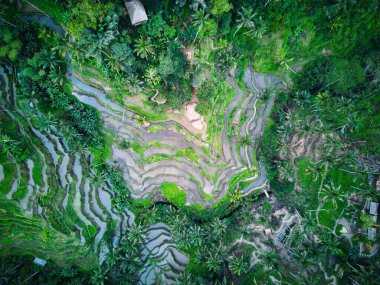 Ubud, Bali, Endonezya 'da Tegallalang Rice Terrace' ın insansız hava aracı görüntüsü.
