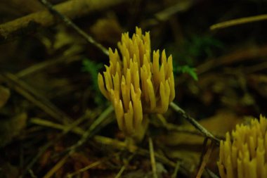 Ormandaki sarı Ramaria flava mantarının seçici odak noktası.