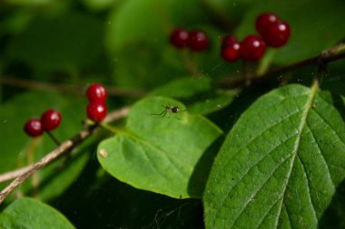 Lonicera ya da Fly Honeysuckle ile ağ üzerinde bir örümceğin yakın çekimi.